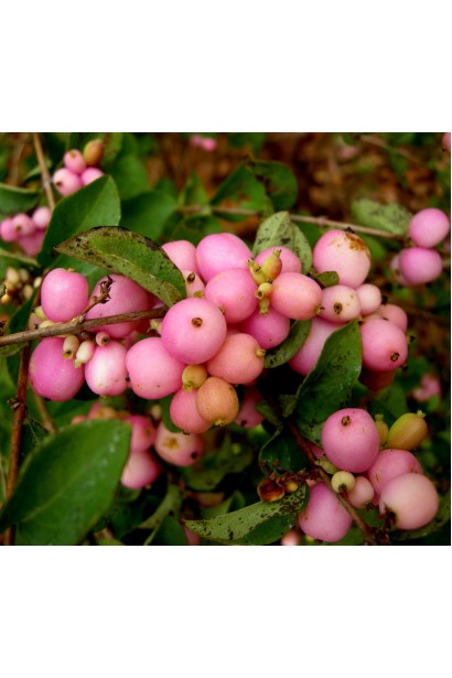 Сніжноягідник доренбоза Аметист саджанець